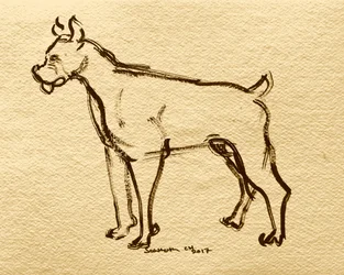 Skitse af en bokserhund