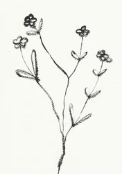 Minimalistisk botanisk tegning