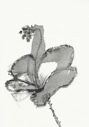 Monokrom blomsterstudie