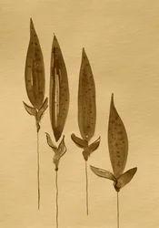 Sepiaakvarelplanter