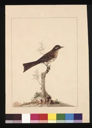 Side 14. Guløret fluesnapper. Nu kendt som en honningsæder med gul ansigt, ca. 1789-90 (akvarel)