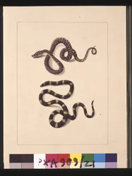 Side 21. Slanger nr. 1 & nr.2. Nu kendt som en ung diamantslange & en bandybandy, ca. 1789-90 (akvarel)