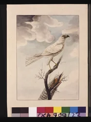 Side 23. White Hawke. Nu kendt som en grå gåhøg, ca. 1789-90 (akvarel)