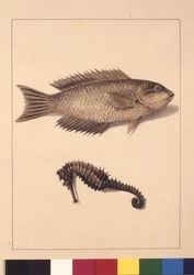 Side 2. Cyprinaceous Labrus og Hippocampus. Nu kendt som Wrasse eller papegøje, fisk og havhest, ca. 1789-90 (akvarel)