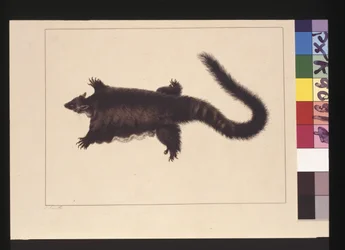 Side 4. Hepoona Roo: Signeret l.l. udvendig rammelinje S. Smith. Nu kendt som en Greater glider possum, ca. 1789-90 (akvarel)