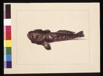 Side 8. Tvivlsom Lophius. Nu kendt som en frøfisk, ca. 1789-90 (akvarel)