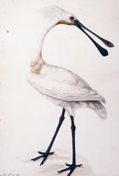 Skestork, 1777