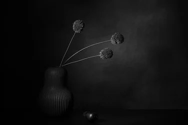 Mørk blomsterstilhed