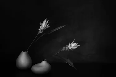 Monokrom blomsterfred