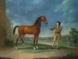 En arabisk hingst holdt af en brudgom
