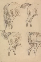 Fire Skitser af Hind Quarters of Horse