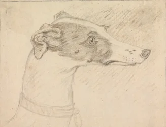 Hovedportræt af Greyhound