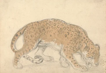 Studie af en leopard