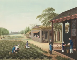 Teproduktion, ca. 1820 (kropsfarve og guldmaling på silke lagt på papir)