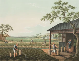 Teproduktion, ca. 1820 (kropsfarve og guldmaling på silke lagt på papir)