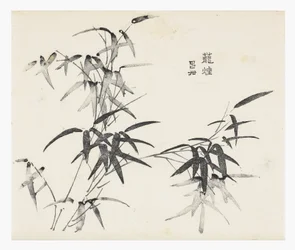 Ti Bamboo Series