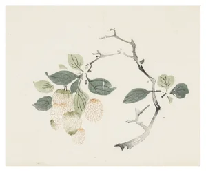 Ti Bamboo Series