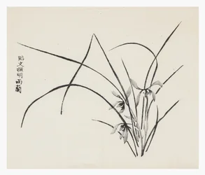 Ti Bamboo Series