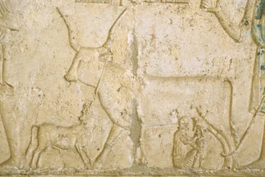 Det gamle Egypten, Vægskulptur, Petosiris grav, Tuna el Gebel, 300 f.Kr., Malkende ko (foto)