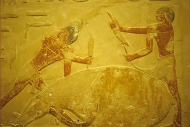 Det gamle Egypten, Vægudskæring/maleri, Mastaba/Tomb of Idout, Saqqara, 2323-2150 f.Kr., Tyr slagtet til offergave (foto)