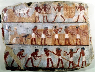 Egyptisk oldtid: vægmaleri fra Ounsous thebanske grav: markarbejdet: pløjning, plantning, høst, bæring af neg, oprykning og tærskning af korn. Thutmosis (Tuthmosis eller Thutmus) III