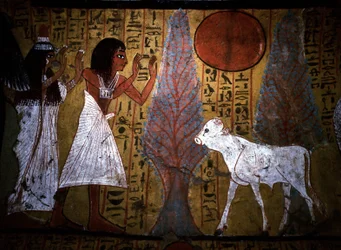 Luxor - Theben: Venstre bred af Nilen. Hjemmeside for DEIR EL MEDINEH: Landsby og nekropolis for håndværkere. Detalje af et vægmaleri i en grav, der viser kalven, stadig med tynde og skrøbelige ben, som legemliggør den fremtidige apis.19. dynasti.