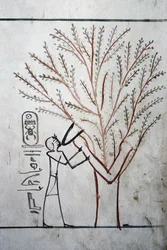 Luxor, Theben: Kongernes dal. Grav for Thutmosis (Tuthmosis eller Thutmes) III (-1504 - -1450), Farao af Egypten.