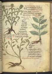 Harley 4986 f.23 Nymphia; Isatis; Crision, fra 