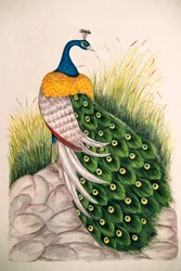 Miniaturemaleri på silke: påfugl