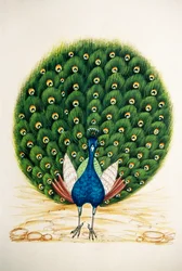 Miniaturemaleri på silke Påfugl