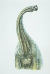 Brontosaurus, Jurassic periode (farve litho)