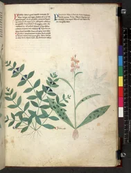 Egerton 747 De Herbs (Herbal) c.1280-1310 (blæk & farve på papir)