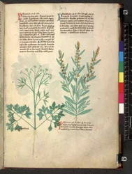 Egerton 747 Tractatus de herbis (urte) c.1280-1310 (blæk & farve på vellum)