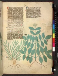 Egerton 747 De Herbs (Herbal) c.1280-1310 (blæk & farve på papir)