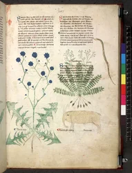 Egerton 747 Tractatus de herbis (urte) c.1280-1310 (blæk & farve på vellum)