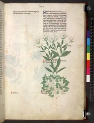 Egerton 747 Tractatus de herbis (urte) c.1280-1310 (blæk & farve på vellum)