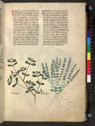 Egerton 747 Tractatus de herbis (urte) c.1280-1310 (blæk & farve på vellum)
