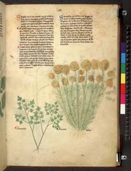 Egerton 747 Tractatus de herbis (urte) c.1280-1310 (blæk & farve på vellum)