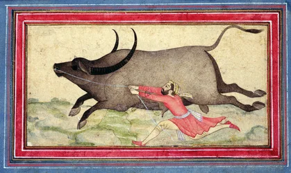 Runaway Buffalo, Johnson Album XIV, nr.11, verso, ca. 1700 (farvet tegning på albumblad)