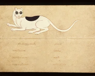 Blad fra et manuskript om siamesiske katte, begyndelsen af det 20. århundrede (akvarel på papir)