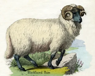 Antik tryk af en Norfolk Horn Ram