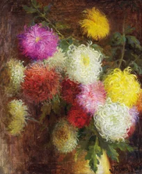 Krysantemum