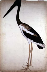 Sortnakket stork, Xenorhynchus asiaticus, malet for Lady Impey i Calcutta, ca. 1780