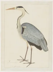 Grey Heron, folio fra en serie bestilt af Lady Impey, ca. 1780-82