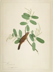Hwamei på Terminalia Branch, folio fra en serie bestilt af Lady Impey, 1780