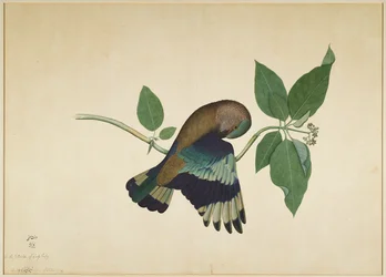 Indian Roller on Sandelwood Branch, folio fra en serie bestilt af Lady Impey, 1779