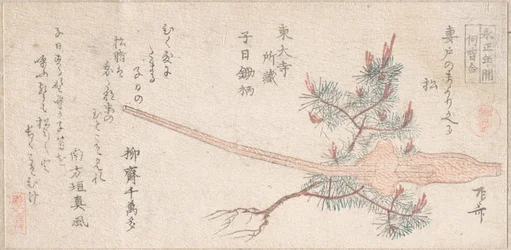 Ungt fyrretræ og håndtag af en plov, 1800-tallet., 1800-tallet.