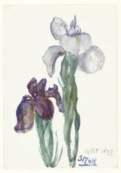 iris