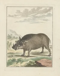 Afrikansk Skovsvin