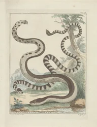 fladhale slanger
